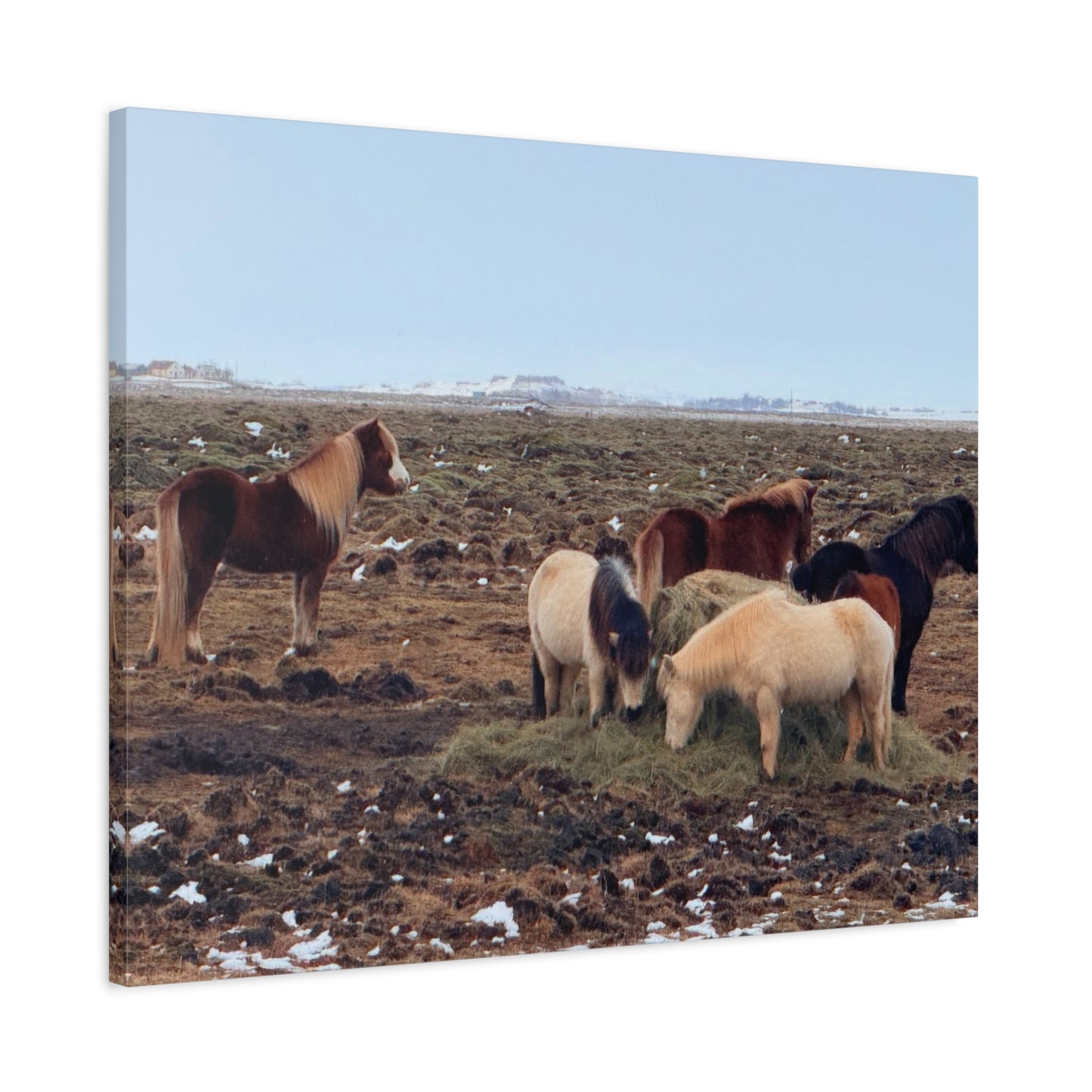 Icelandic Horse Canvas Art - Matte Stretched Print for Animal Lovers