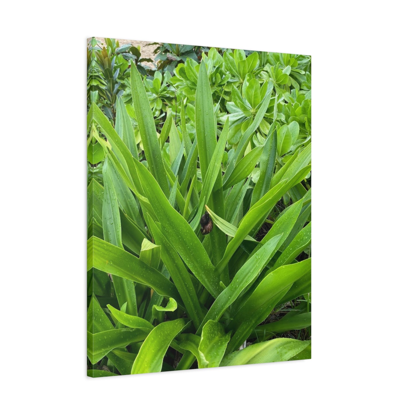 Nature-Inspired Matte Canvas Wall Art - Lush Greenery with snail