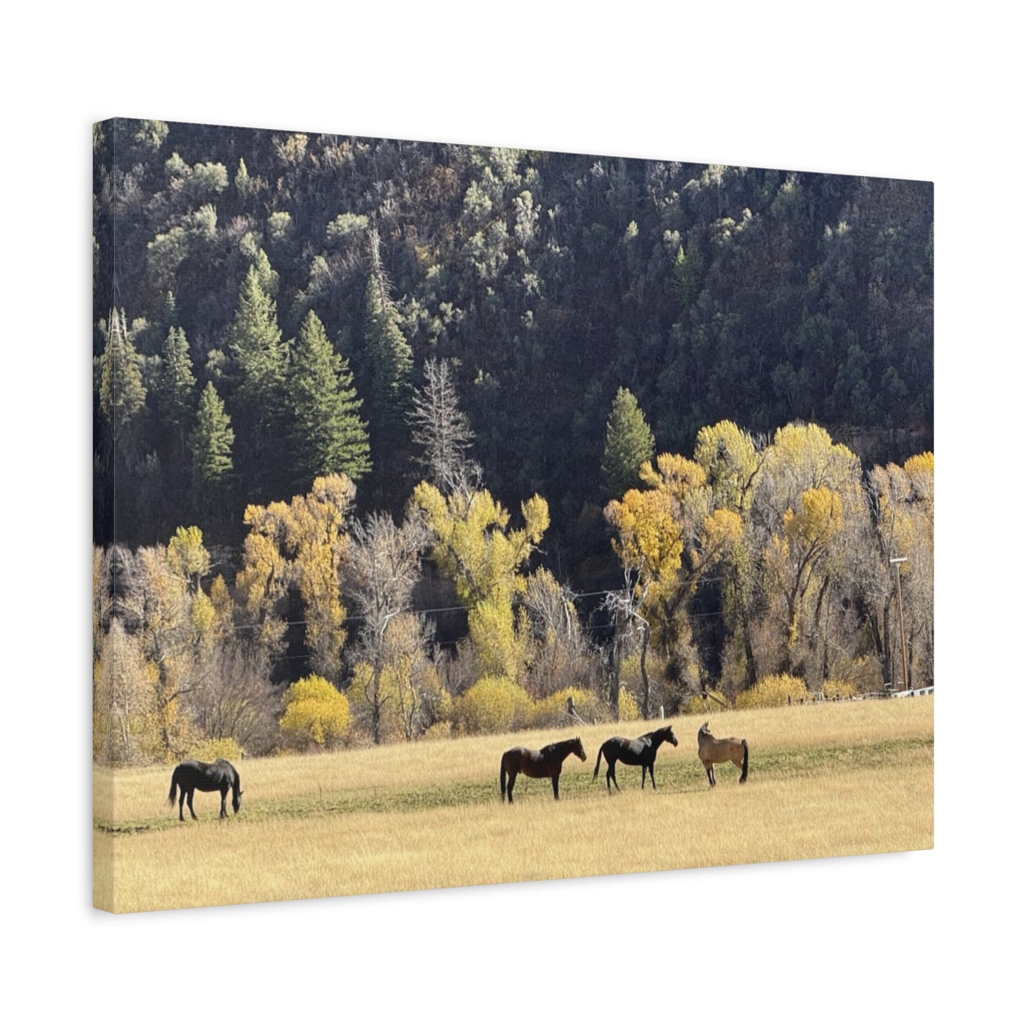 Scenic Horse Canvas Print - Rustic Wall Art for Nature Lovers