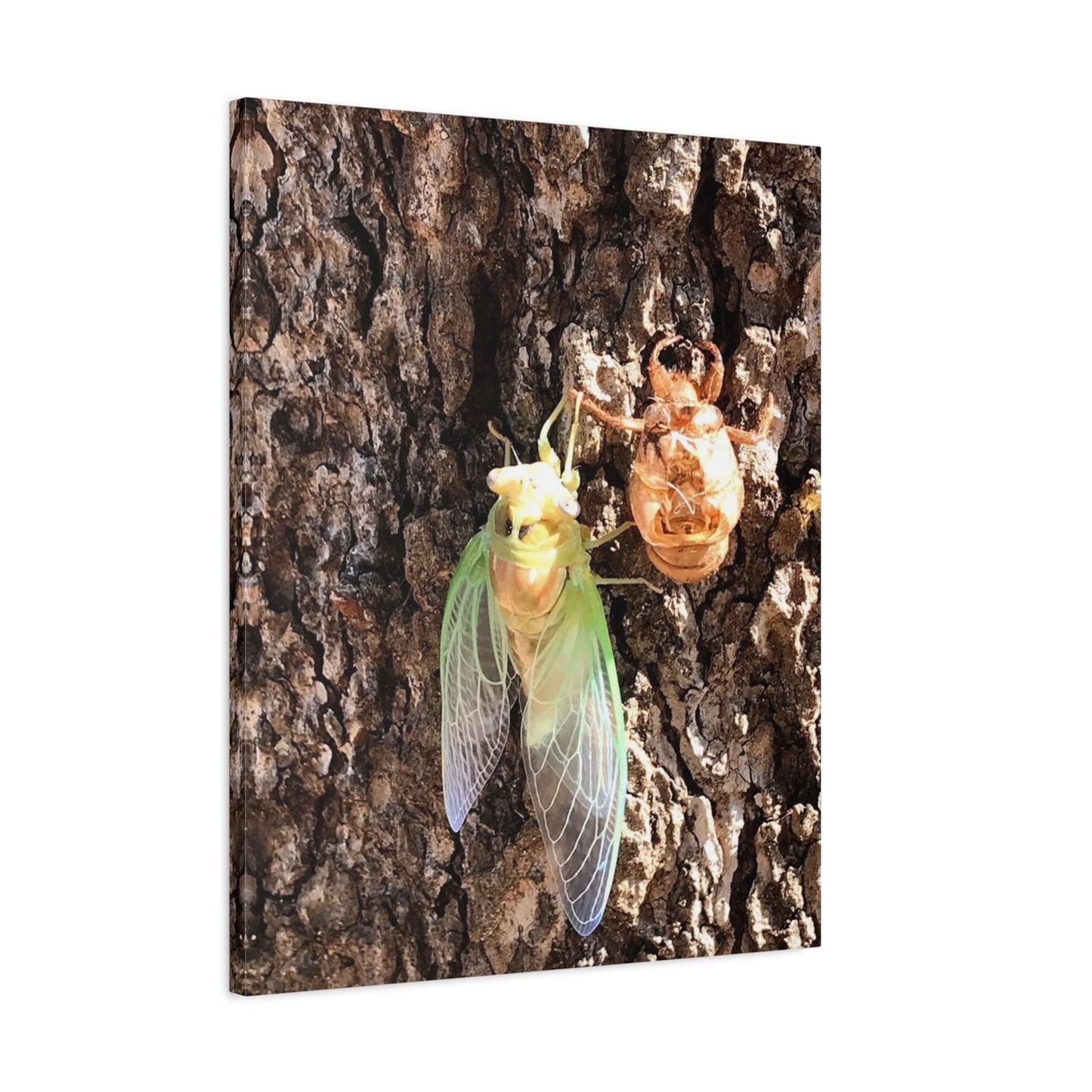 Nature-Inspired Wall Art: Cicada Lifecycle Canvas Print