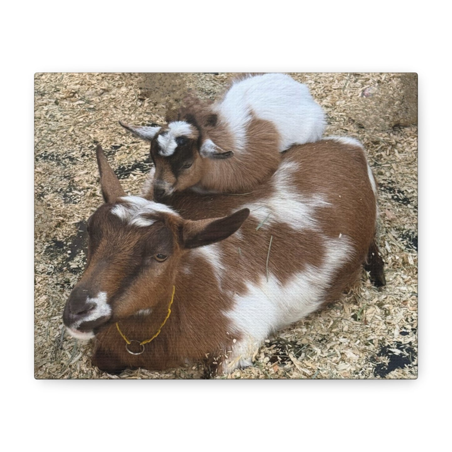 Goat Family Matte Canvas Print - Heartwarming Animal Wall Art