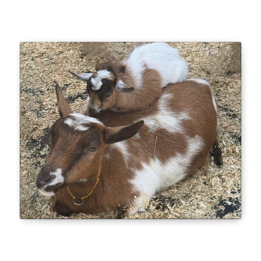 Goat Family Matte Canvas Print - Heartwarming Animal Wall Art