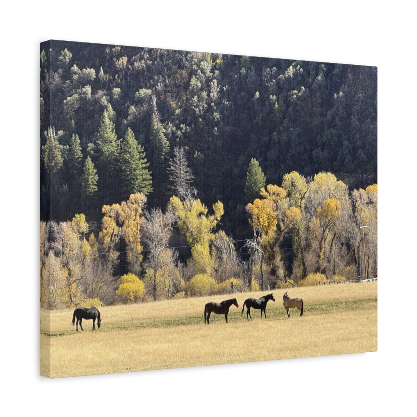 Scenic Horse Canvas Print - Rustic Wall Art for Nature Lovers