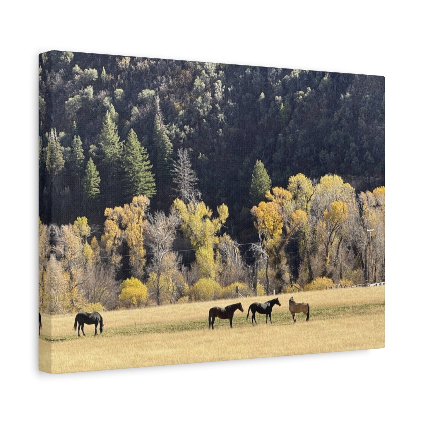 Scenic Horse Canvas Print - Rustic Wall Art for Nature Lovers