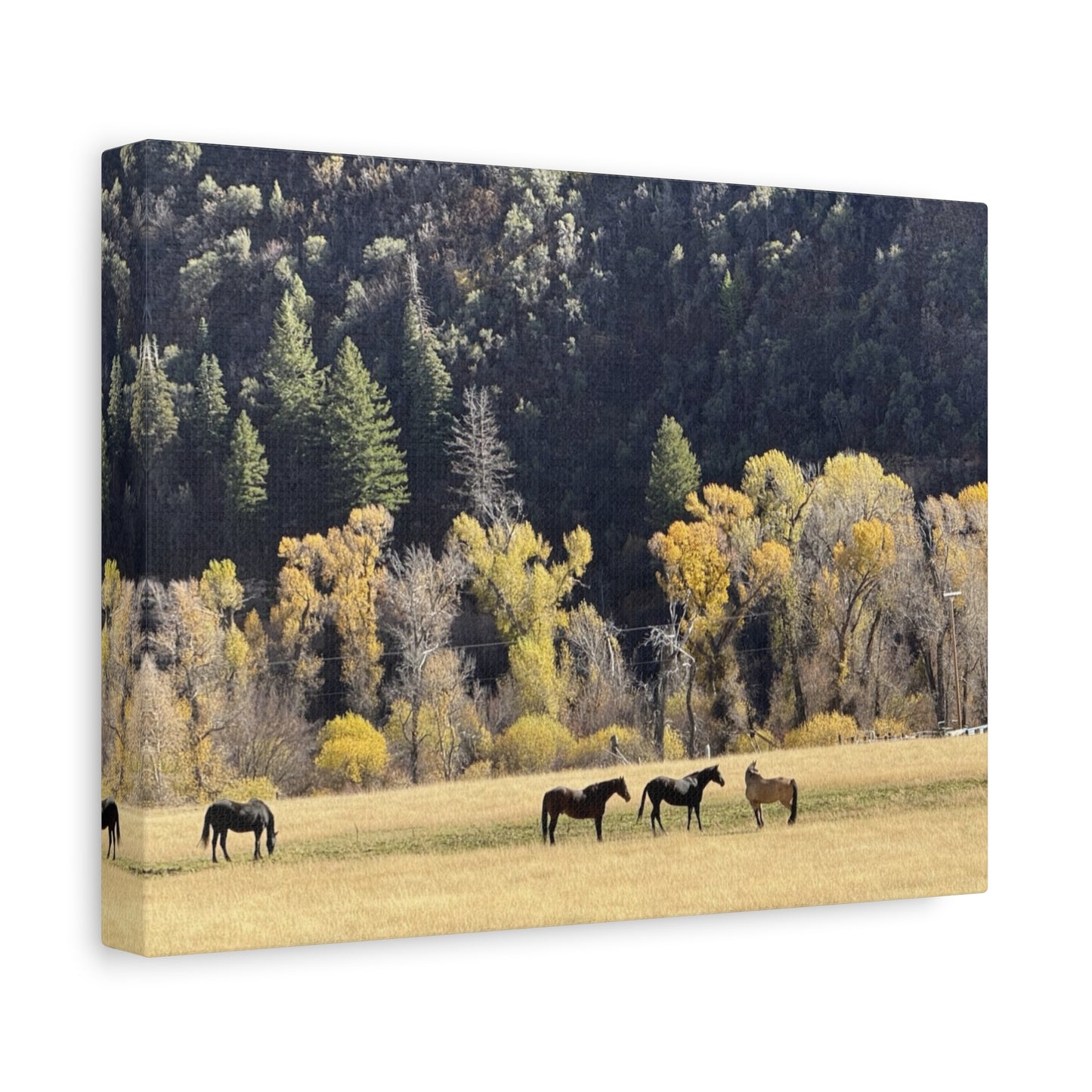 Scenic Horse Canvas Print - Rustic Wall Art for Nature Lovers